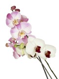 Fototapeta Storczyk - posy of white and pink orchids