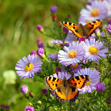 Two Butterfly On Flowers