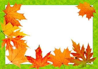 Wall Mural - autumn maple-leaf, scope for a postal on a white background