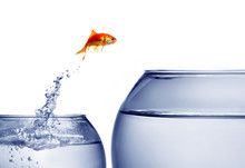 .goldfish Jumping Out Of The Water