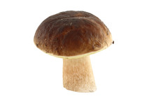 Mushroom Isolated