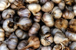 Close up shot of organic garlic