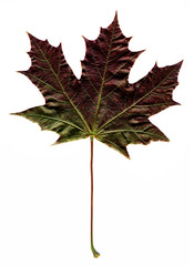 Wall Mural - dark autumn maple leaf on white background