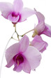 Mehrere rosa Blüten von Orchidee