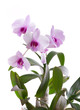 Blüten und Stock mit Blättern von Orchidee