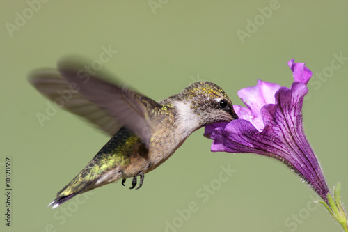 Plakat na papierze fotorealistycznym Młodociany rubinowy koliber (archilochus colubris)