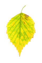 Wall Mural - Autumn birch leaf isolated on white background
