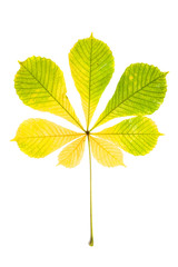 Wall Mural - Autumn chestnut leaf isolated on white background