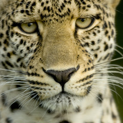 Wall Mural - Leopard in the serengeti national reserve