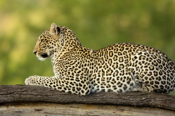 Wall Mural - Leopard in the serengeti national reserve