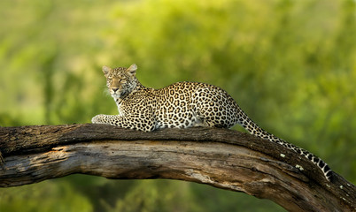 Wall Mural - Leopard in the serengeti national reserve