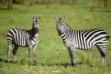 Wall Mural - two zebras in the Serengeti