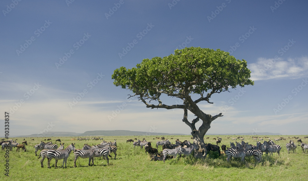 herd of zebra in the Serengeti - obrazy, fototapety, plakaty 