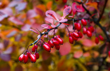 Ripe And Red Barberries Shrubs With Fruits, Closeup