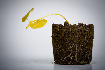 Dead plant isolated with soil. Environment pollution concept