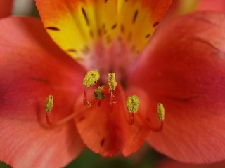 Macro shot of a red flower stamen