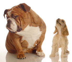 english bulldog ignoring howling yapping spaniel puppy