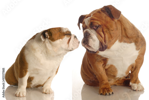 Foto-Fahne - two english bulldog kissing isolated on white background (von Willee Cole)
