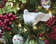 A White Dove Surrounded With Red Berries