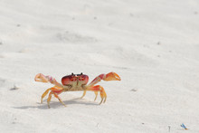 Crab Exploring The Beach