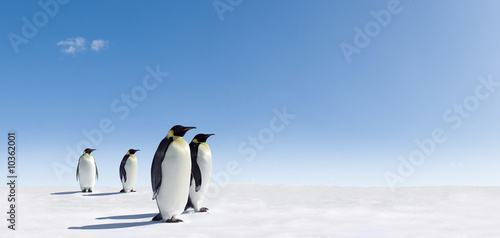 Photo Emperor Penguins in Antarctica