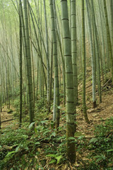  Bamboo forest