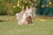 © CallallooFred - terrier écossais en train de sauter