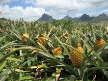 Pineapple Field In Mauritius