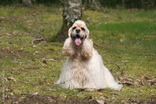 Le Cocker Americain Fatigue Buy This Stock Photo And - 