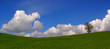 solitary tree and clouds, panoramic shot