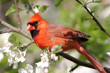 Aufkleber - Male Northern Cardinal (cardinalis cardinalis)