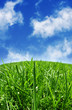 Green grass & blue skys