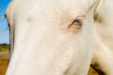 Close-up Of Albino Horse With Blue Eyes