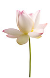 weisse lotus blume vor weiss