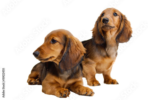 Two Longhair Dachshund Puppies Buy This Stock Photo And Explore