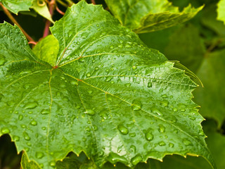 Grape leaf with water drops after rain