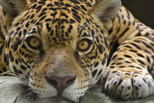Big Cat Jaguar Looking At The Camera