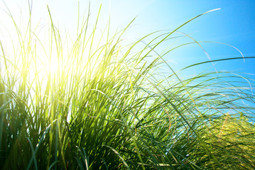 green grass and sun