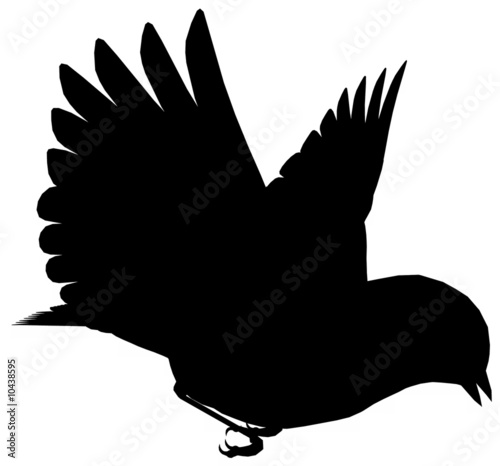 Plakat na papierze fotorealistycznym Bird103