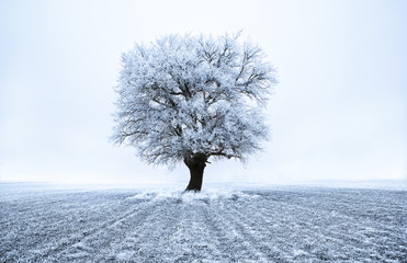 Wall Mural - Tree in frost at frozen field. Blue tone. Winter scene..