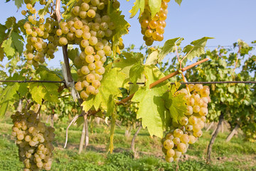 Poster - bunch of ripe grapes on grapevine right before harvest