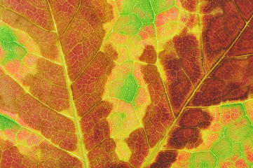 Autumn Maple Leaf Detail