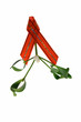 Christmas mistletoe with a red ribbon, isolated on white