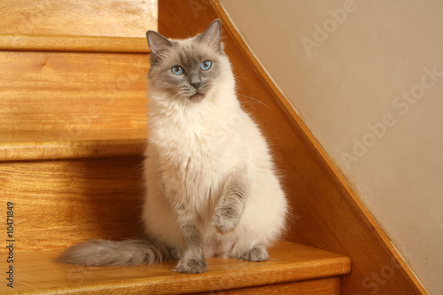Chat Ragdoll Assis Sur Une Marche D Escalier Stock Photo Adobe Stock Chat Ragdoll Assis Sur Une Marche D Escalier Stock Photo Adobe Stock