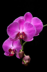 Wall Mural - Pink orchid