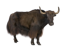 Yak In Front Of A White Background