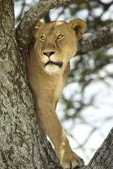 Canvas Print - lioness in the tree