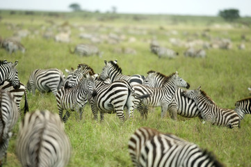 Wall Mural - herd of zebras in the serengeti plain