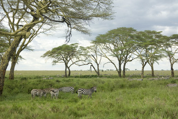 Wall Mural - Herd of zebra in the serengeti plain