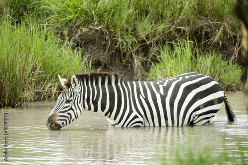 Obraz na płótnie canvas Zebra w wodzie